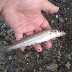 渋いキスの反応